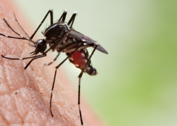 Groups Warn Against Release of Genetically Engineered Mosquitoes in Nigeria