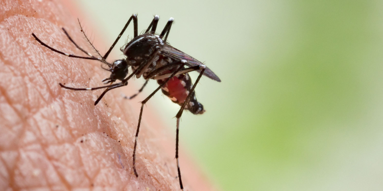 Groups Warn Against Release of Genetically Engineered Mosquitoes in Nigeria