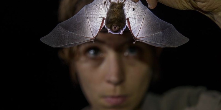 Four New Types of Coronavirus Discovered in Yunnan, China