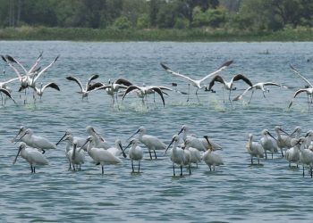 Birds with long legs and long beaks are in a river