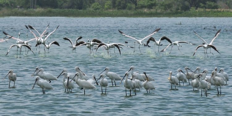 Birds with long legs and long beaks are in a river