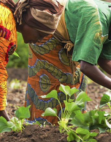The image of women farmers cultivating their crops. Source: Guardian