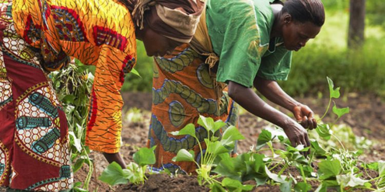 Experts Demand End to Discrimination against Female Farmers