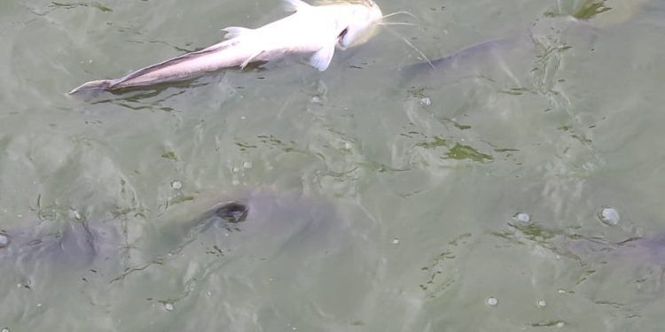 Climate Change: Inside Nigerian Fish Farmers’ Adaptation Struggles