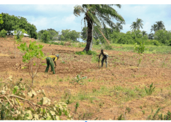 ‘In search of the prosperous tobacco farmers of Oke-Ogun’