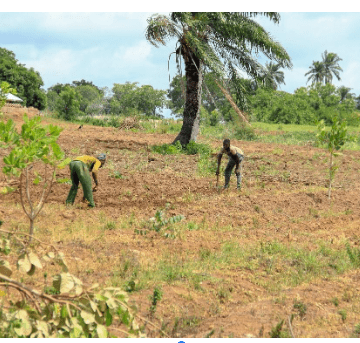 Clearing of land for tobacco growing in Oke-Ogun