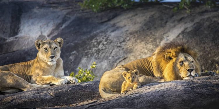 Nigeria Needs Strong Laws and Enforcement to Protect Endangered Species – Wild Africa Funds