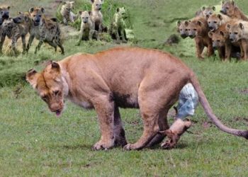 FACT CHECK: Is a lioness truly giving birth when it rains while sunny?