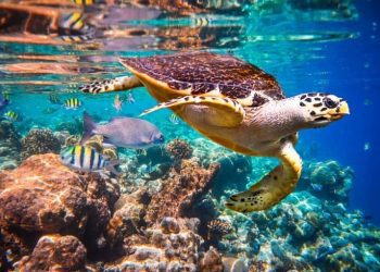 Environment: Wild Africa Fund seeks protection of Nigeria’s marine life from plastic pollution