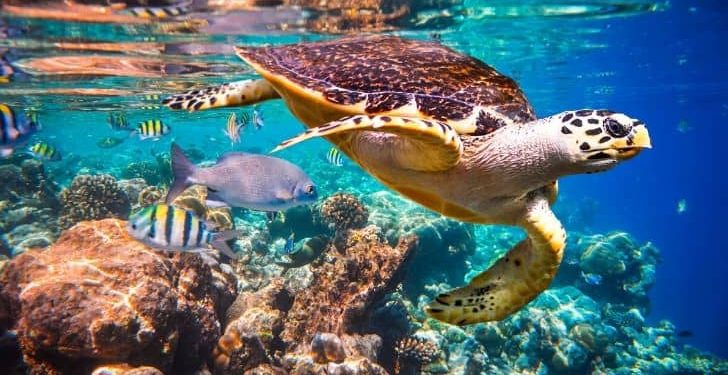 Environment: Wild Africa Fund seeks protection of Nigeria’s marine life from plastic pollution