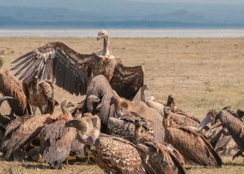 Save Vultures to Prevent Extinctions, Looming Epidemic – NCF Urges