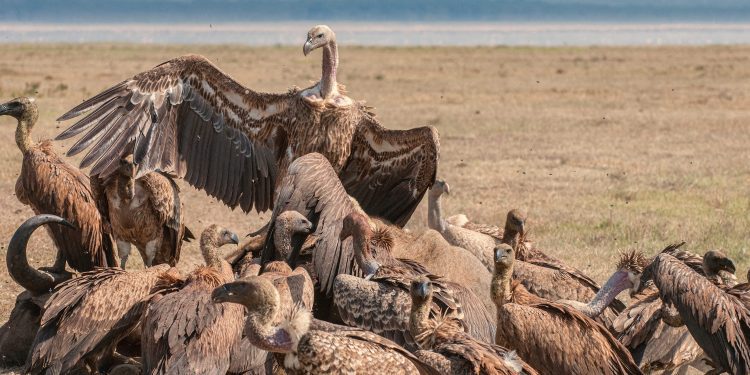 Save Vultures to Prevent Extinctions, Looming Epidemic – NCF Urges
