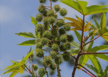 Experts Say Castor Oil Could Be Deadly