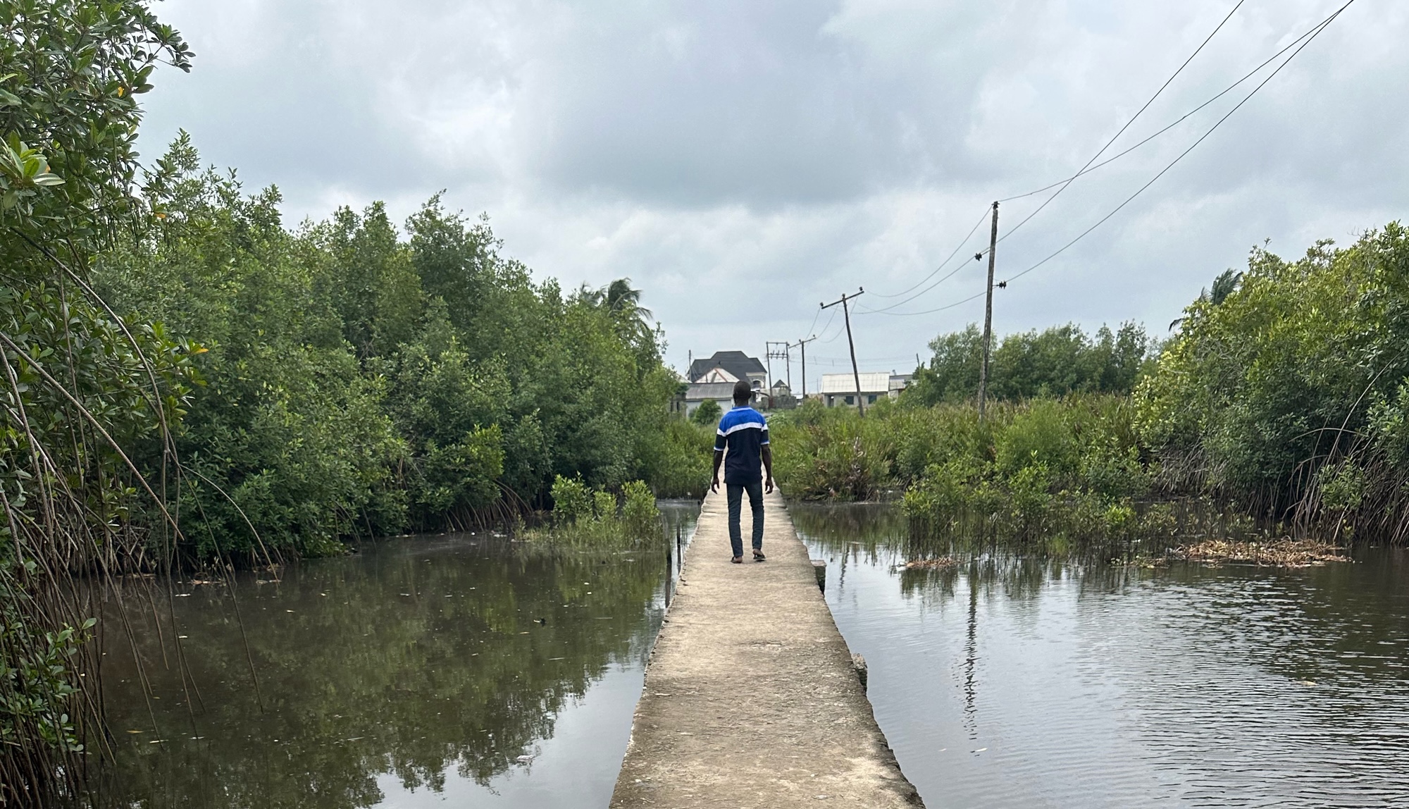 A walkway on top of a body of water. To the left and right are tall bushes with the walk way in the middle
