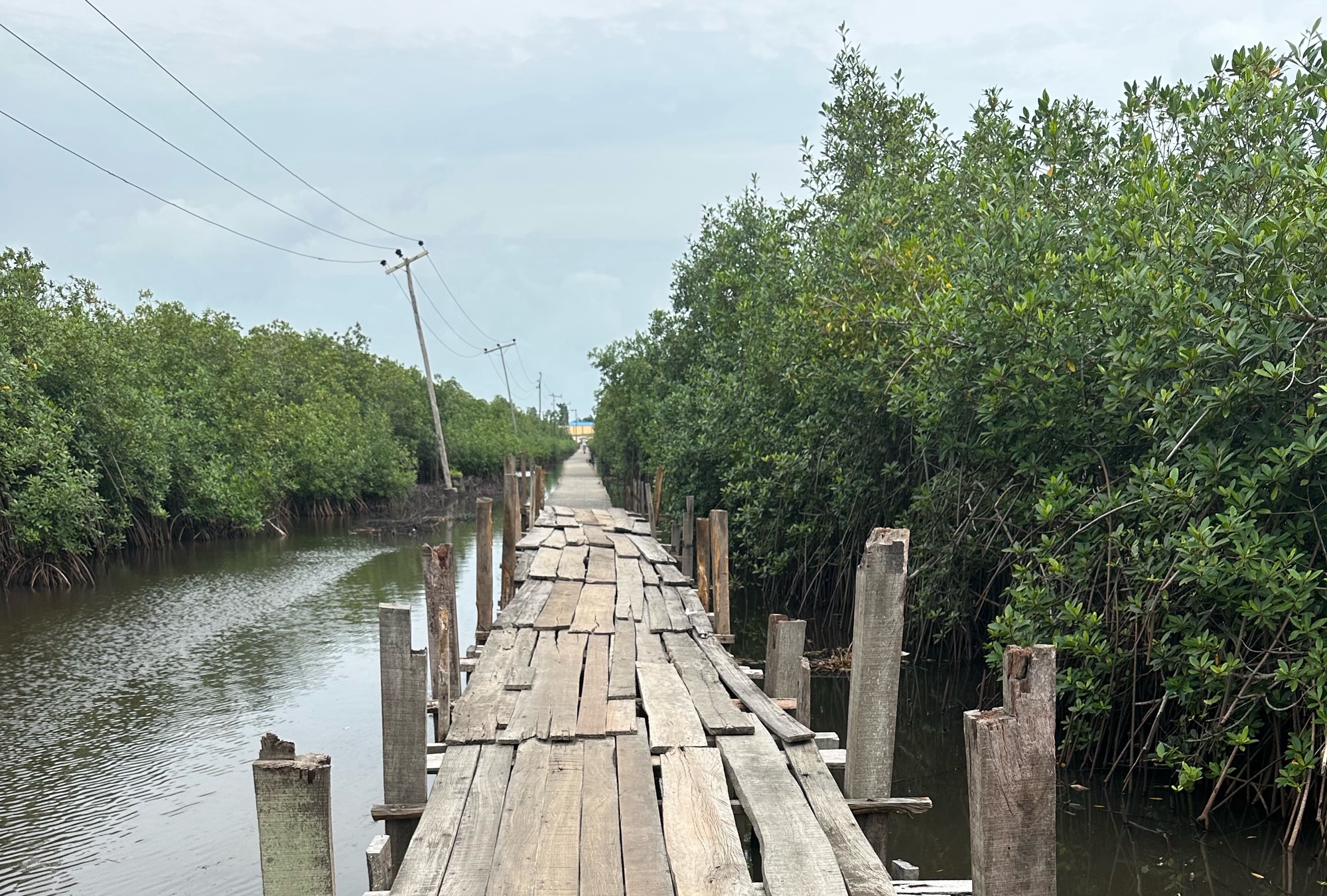 A wooden walkway on a body of water. To the left and right are tall bushes