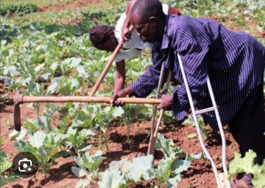 PWD farmers working in the farm