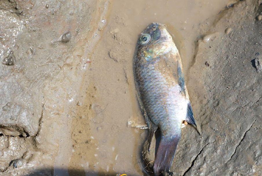 A fish on the sea shore