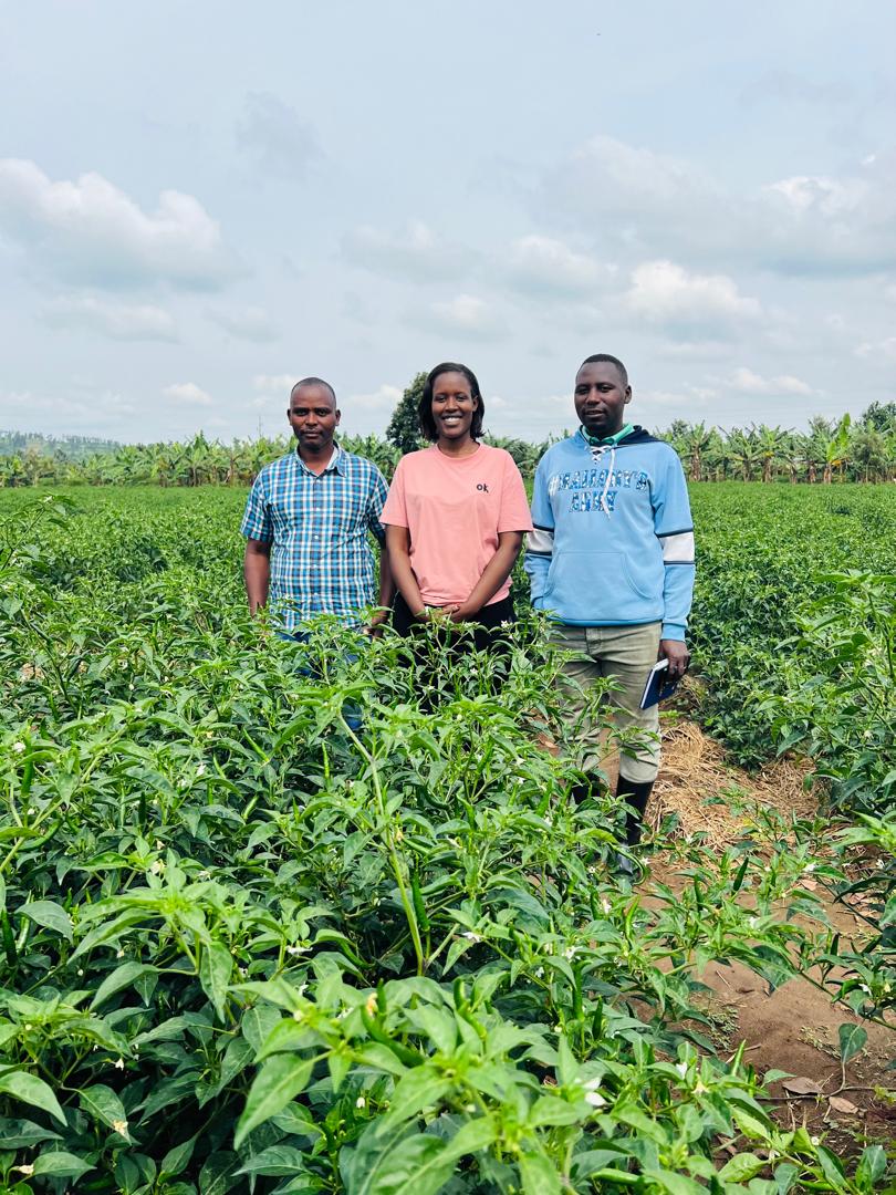 Refugee and Local Farmers Win Steady Buyer for Rwandan Chili